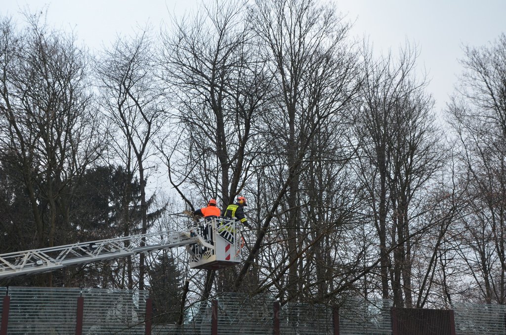 Einsatz BF Baum Koeln Vingst Vingster Ring P10.JPG - Miklos Laubert